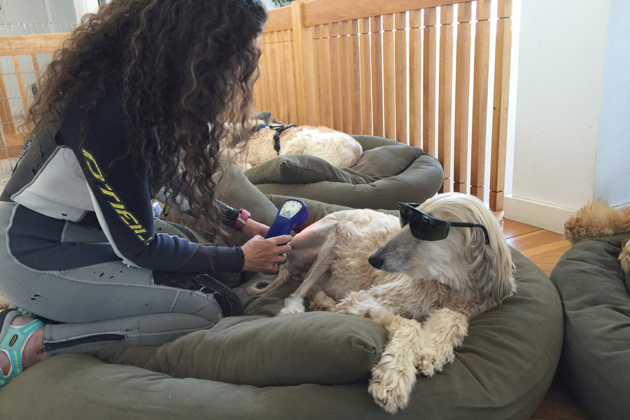 Afgan Hound Kitty- Cold Laser Therapy