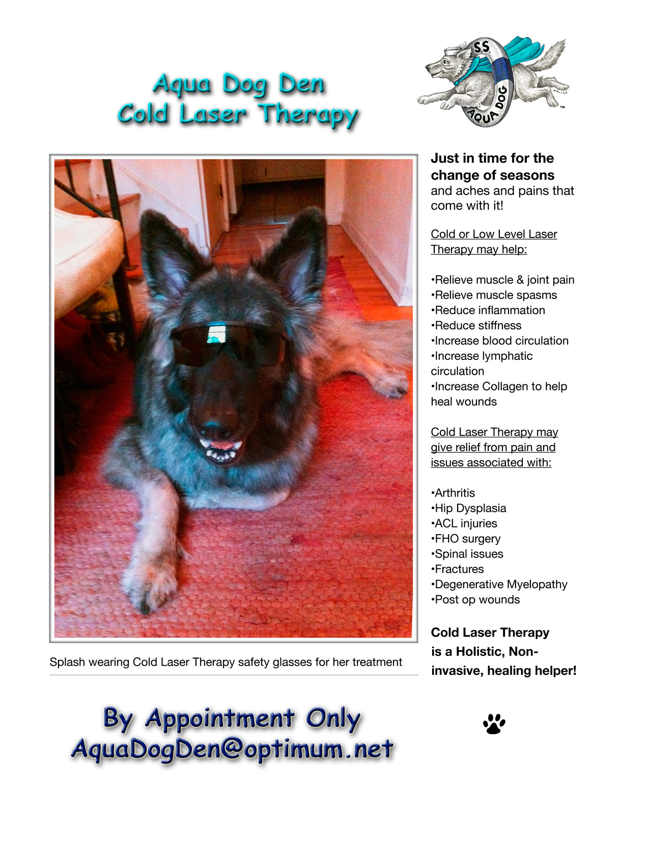 Aqua Dog den Cold Laser Therapy