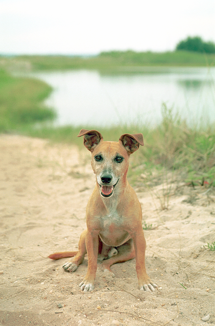 Arf Mixed Breed Gus