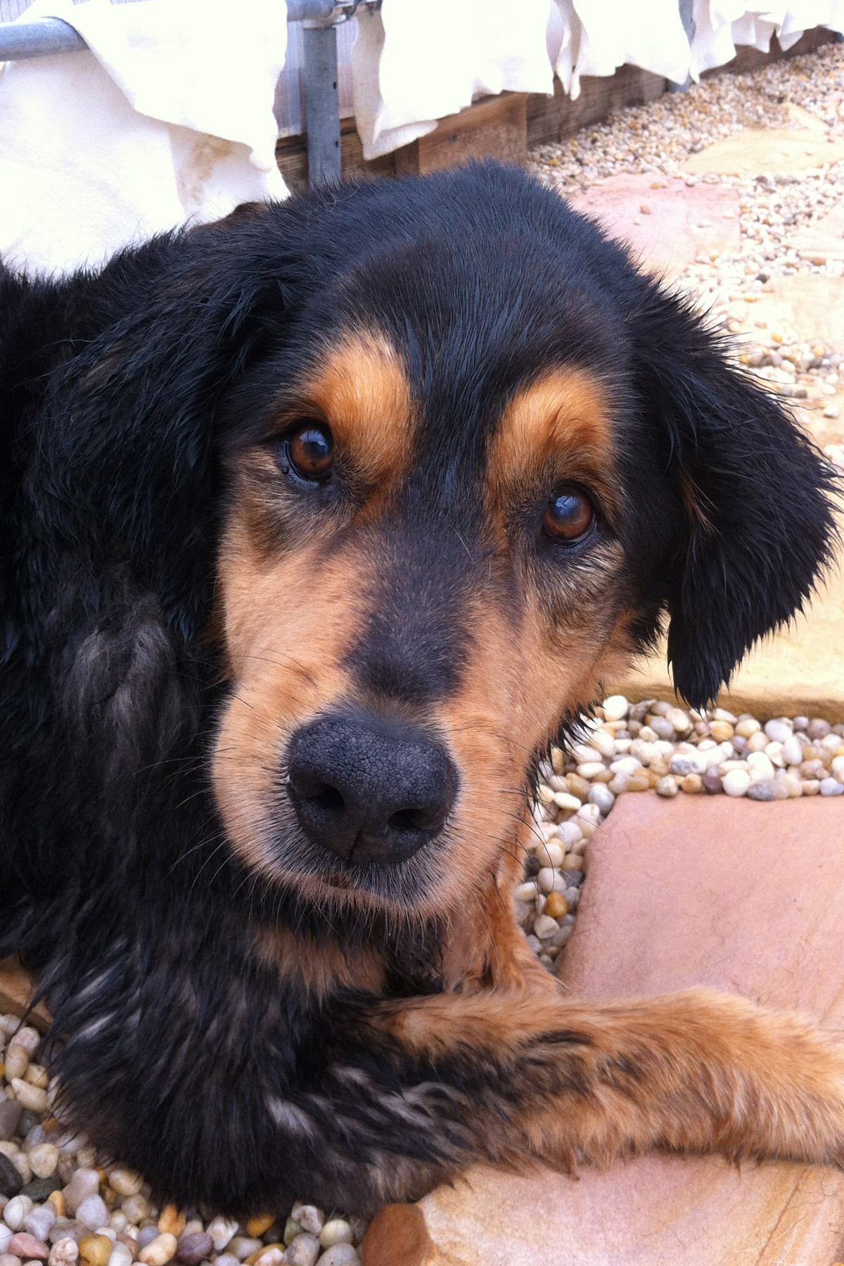 Australian Shepherd