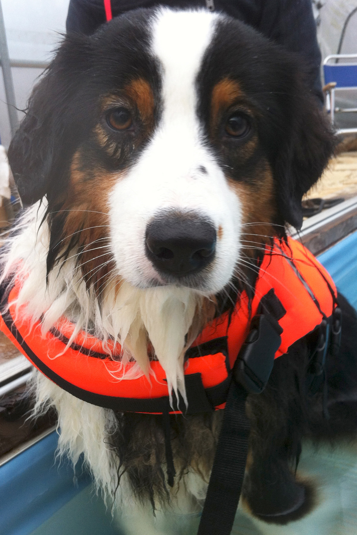 Australian Shepherd Lexi