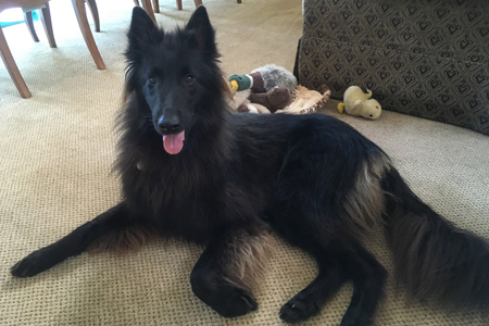 Belgian Sheepdog CharC