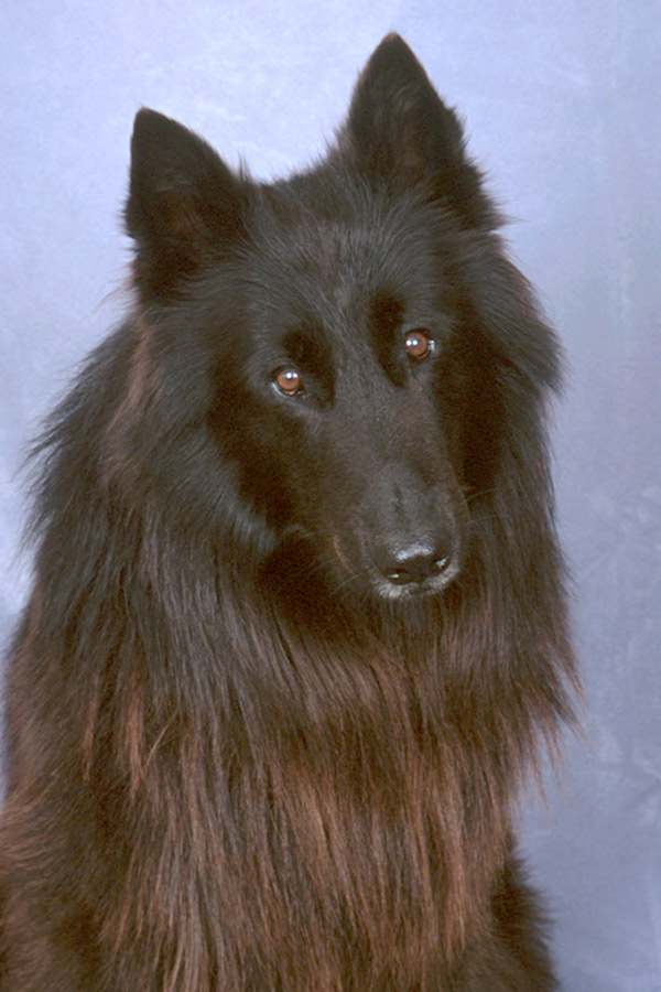 Belgian Sheep Dog Chartu