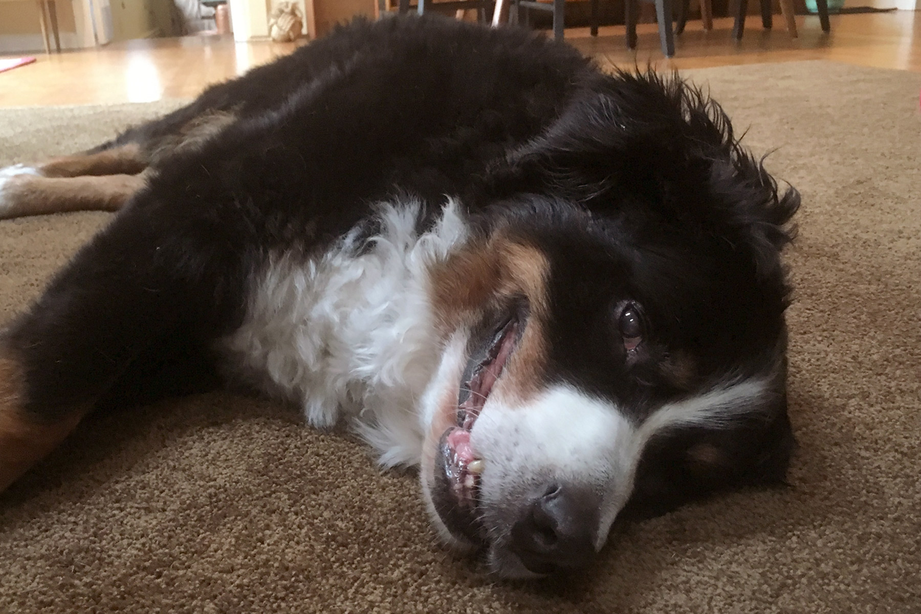 Bernese Mountain Dog