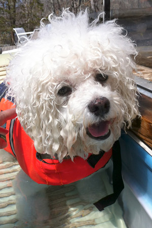 Bichon Frise Arby