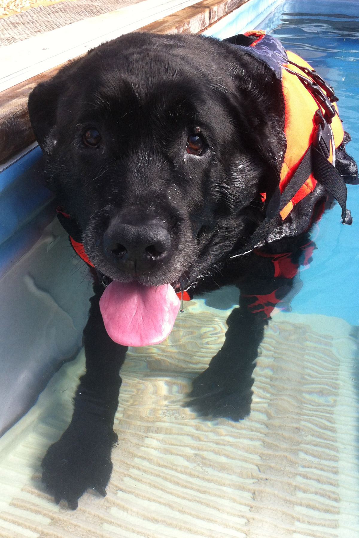 Black Lab Brando