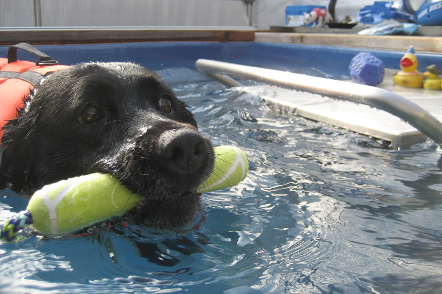 Black Lab Cleopatra Queen Of East Hampton