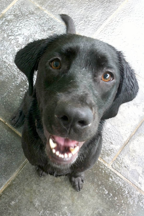 Black-Lab-Darcy swims