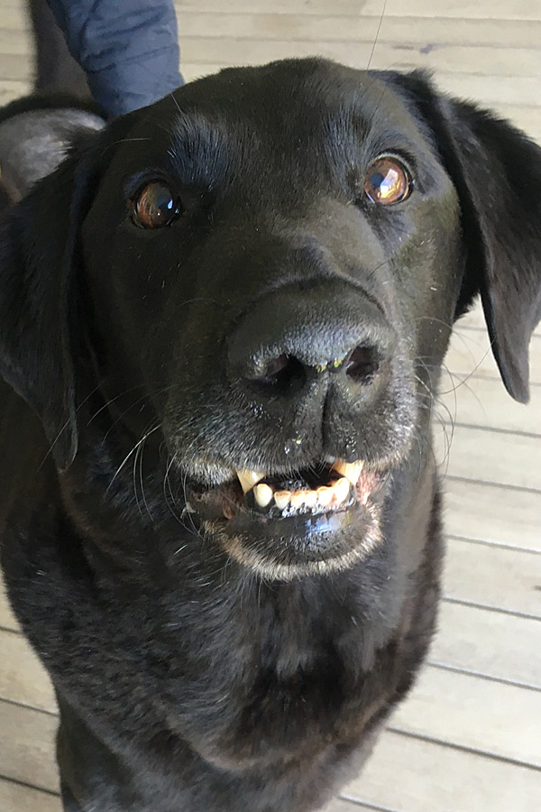 Black Lab Mavrick