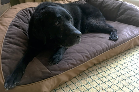 Black Lab Merlin