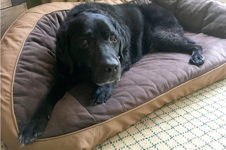 Black Lab Merlin