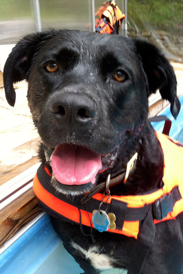 Black lab Mix Mick- S.S. Aqua Dog Hydrotherapy