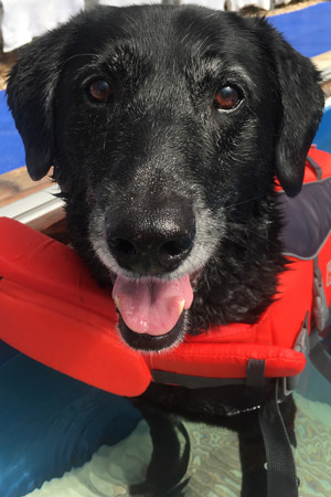 Black Lab Mix Skeeter