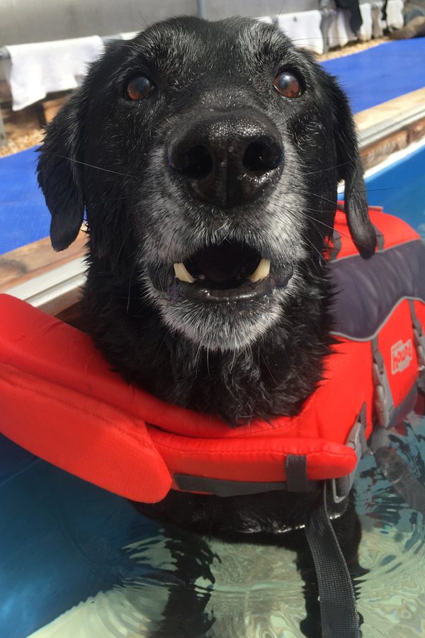 Black Lab Skeeter