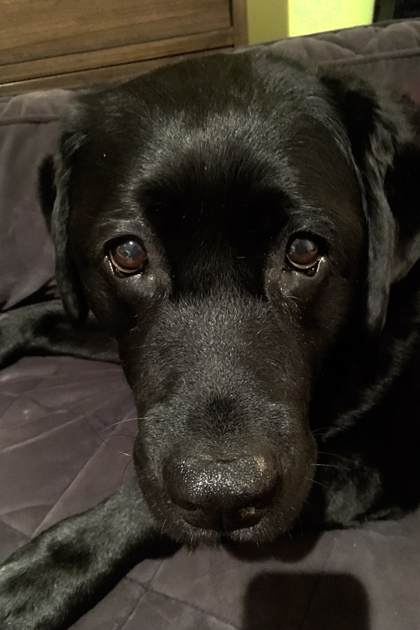 English Black Lab Skittles