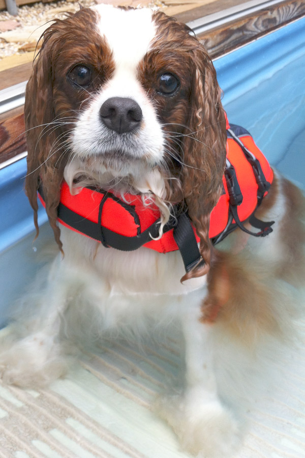 Cavalier-King-Charles-Spaniel-Henry swims