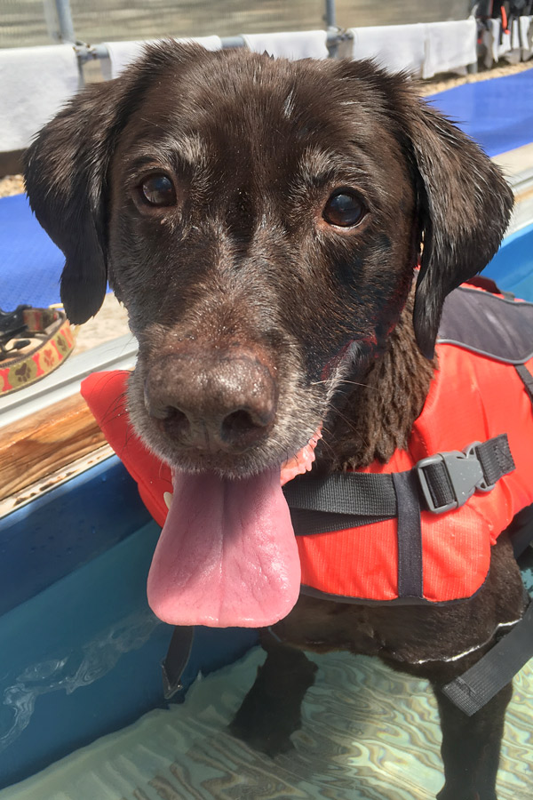 Chocolate Lab Charlie