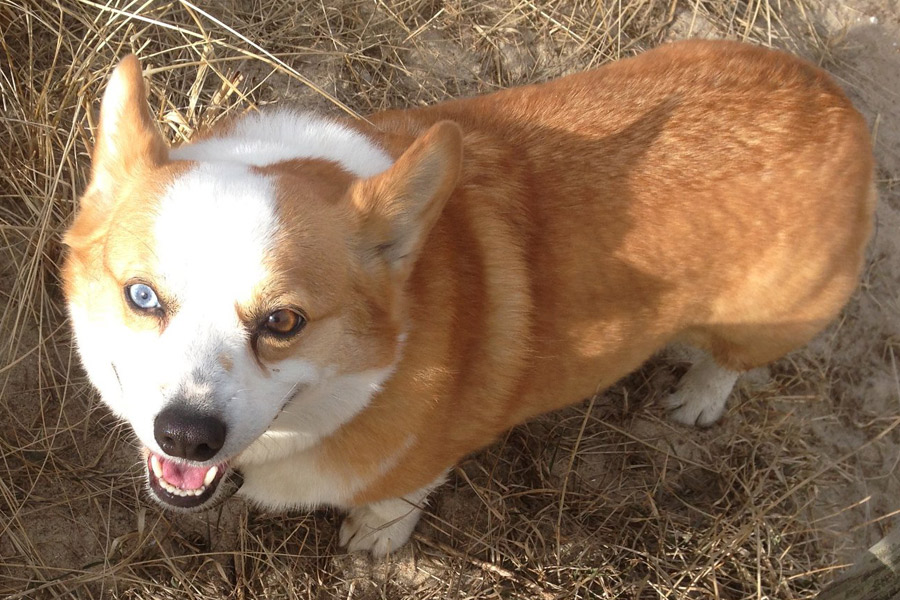 Corgi Belle