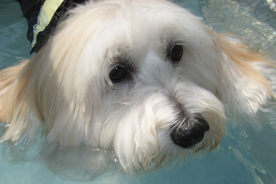 Coton De Tulear Henri©RandyProductions.com