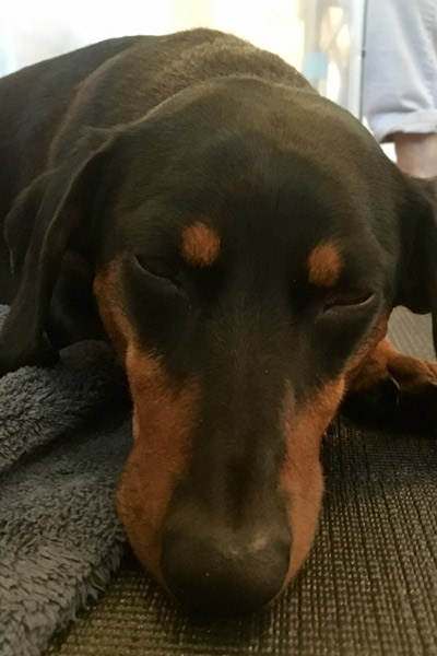 Dachshund Tito