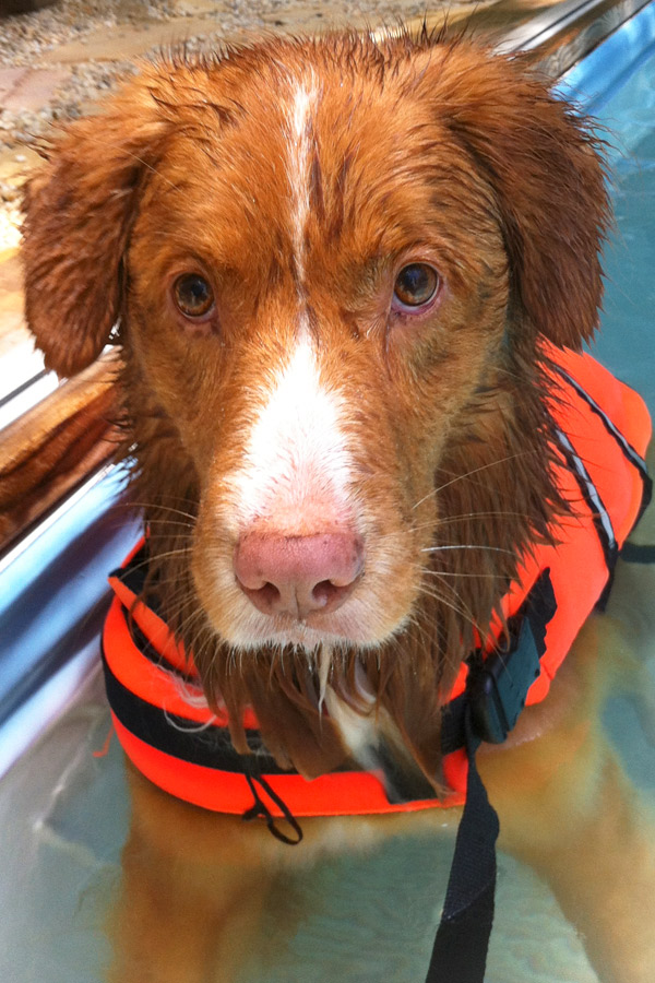 Duck Tolling Retriever Colin