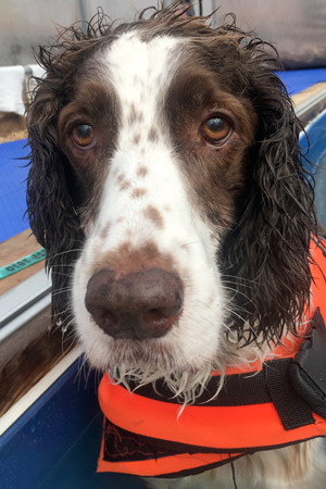 English Springer Spaniel MacSorley