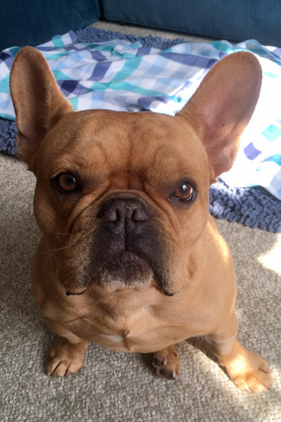 French Bulldog Oliver