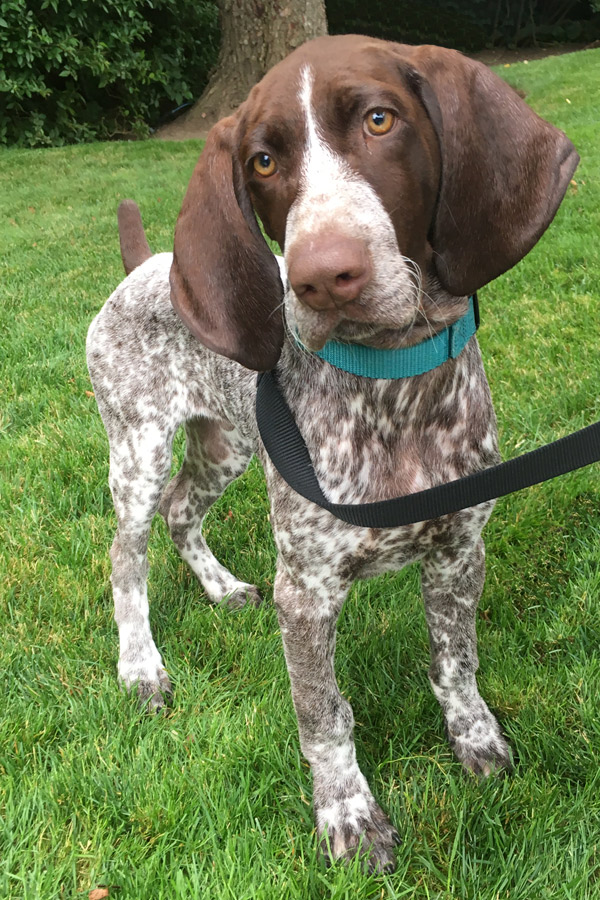 German Shorthaired Pointer Pup Wieder