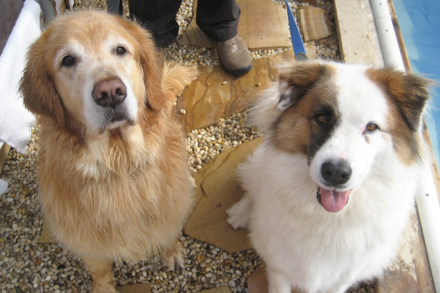 Golden Retriever Max n Mixed Breed Gracie