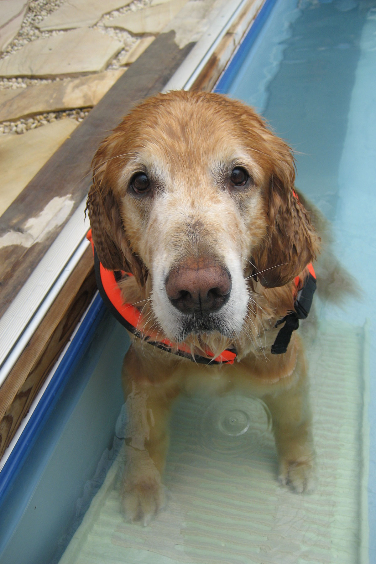 Golden Retriever Max