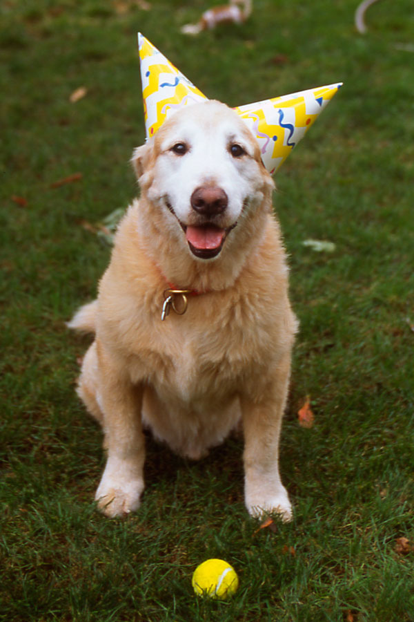 Golden Ret. Chester