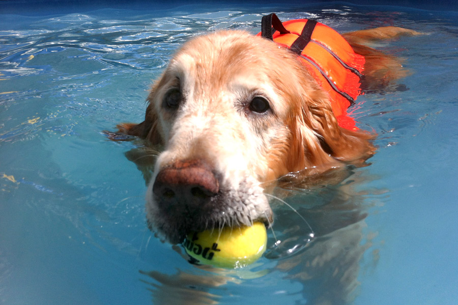 Golden Retriever Max