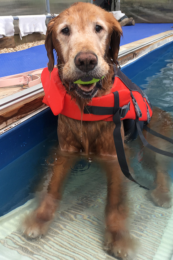 Golden Retriever Hallie