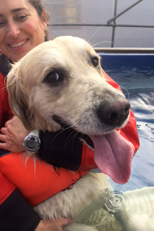 Golden Retriever Logan