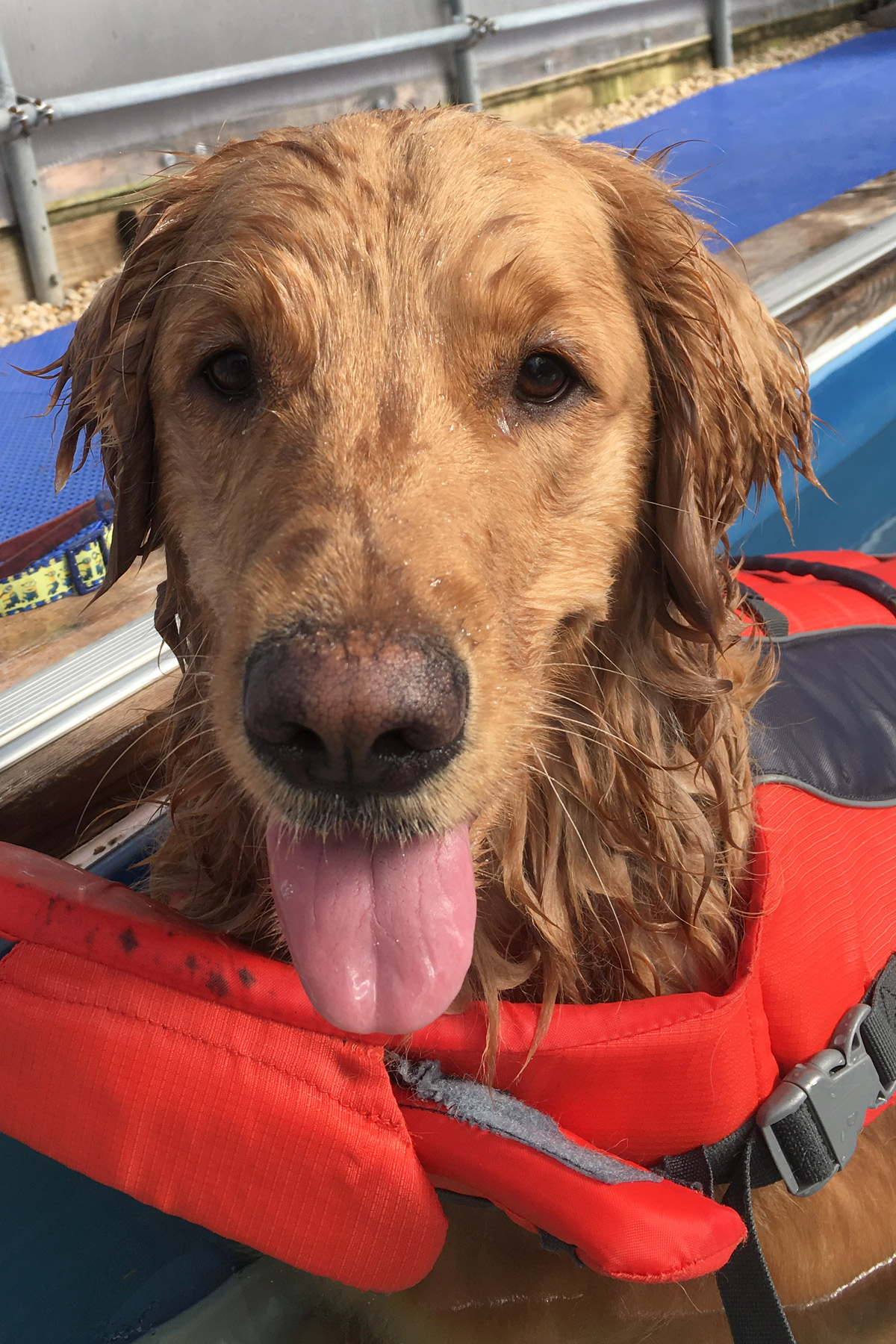 Golden Retriever Sadie