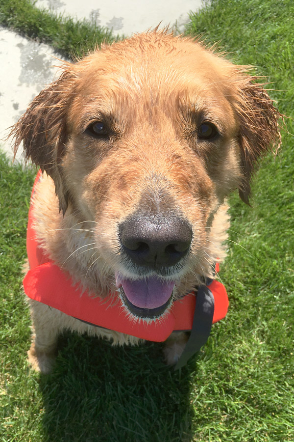 Golden Retriever Sophie