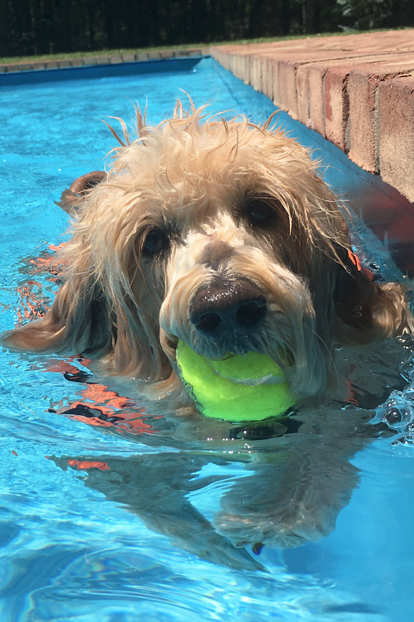 Goldendoodle Zoey