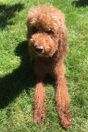 Labradoodle Gingie