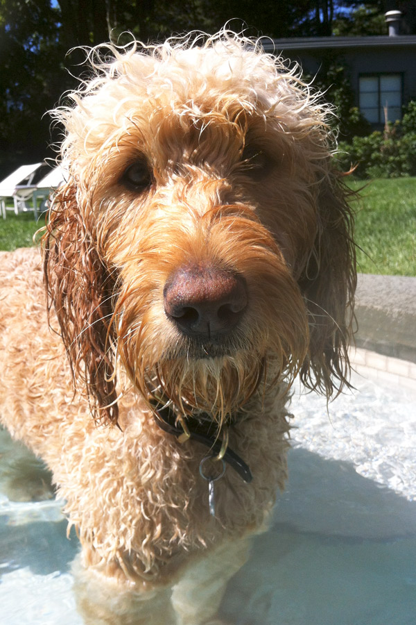 S.S. Aqua Dog Labradoodle sailor Swimming