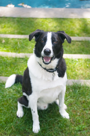 Mixed Breed Fergus