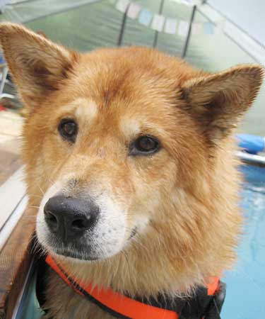 Mixed Breed- Finnish Spitz-Chow Shelby©RandyProductions.com