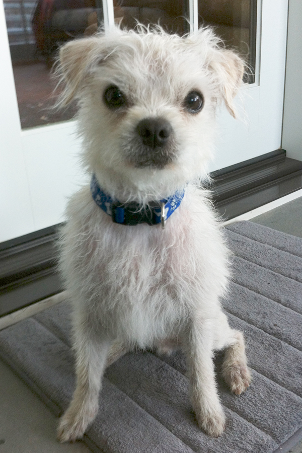 Mixed Breed Jasper