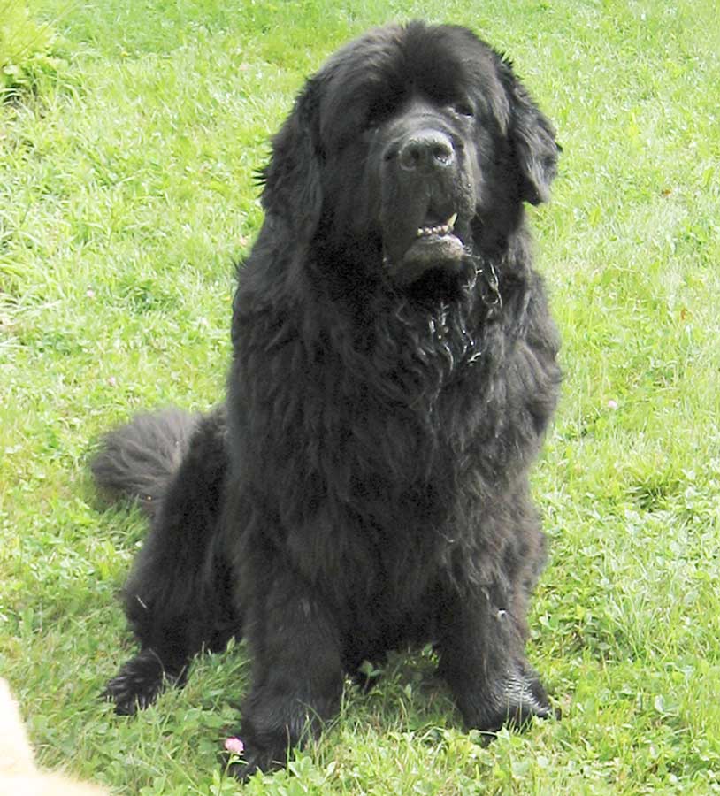 Newfy Angus