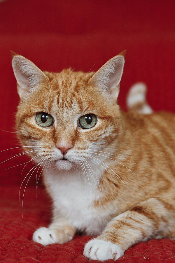 Orange and White Cat Lucky