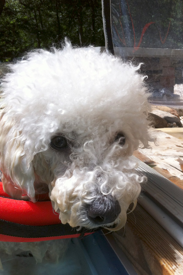 Poodle Mini Snowy- S.S. Aqua Dog Hydrotherapy