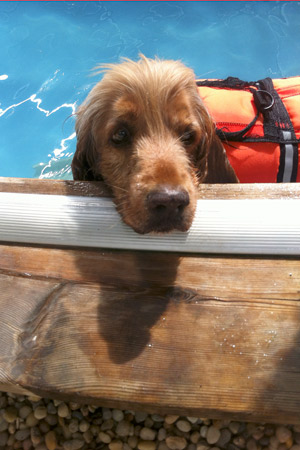 Cocker Spaniel Mix Popichulo