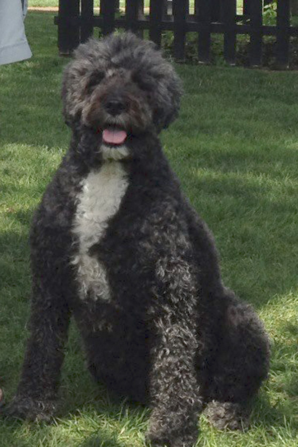 Portuguese Water Dog Joy