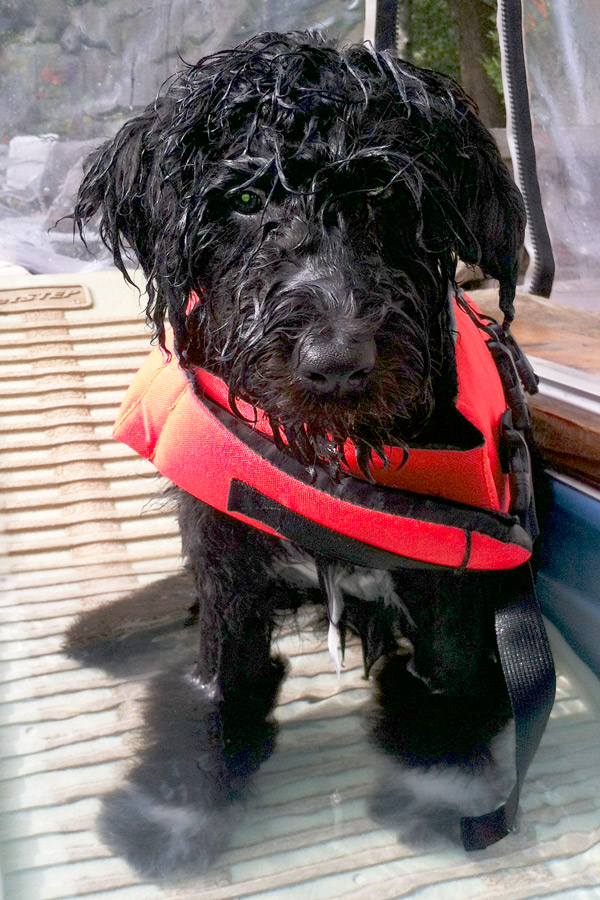Portuguese Water Dog Myles