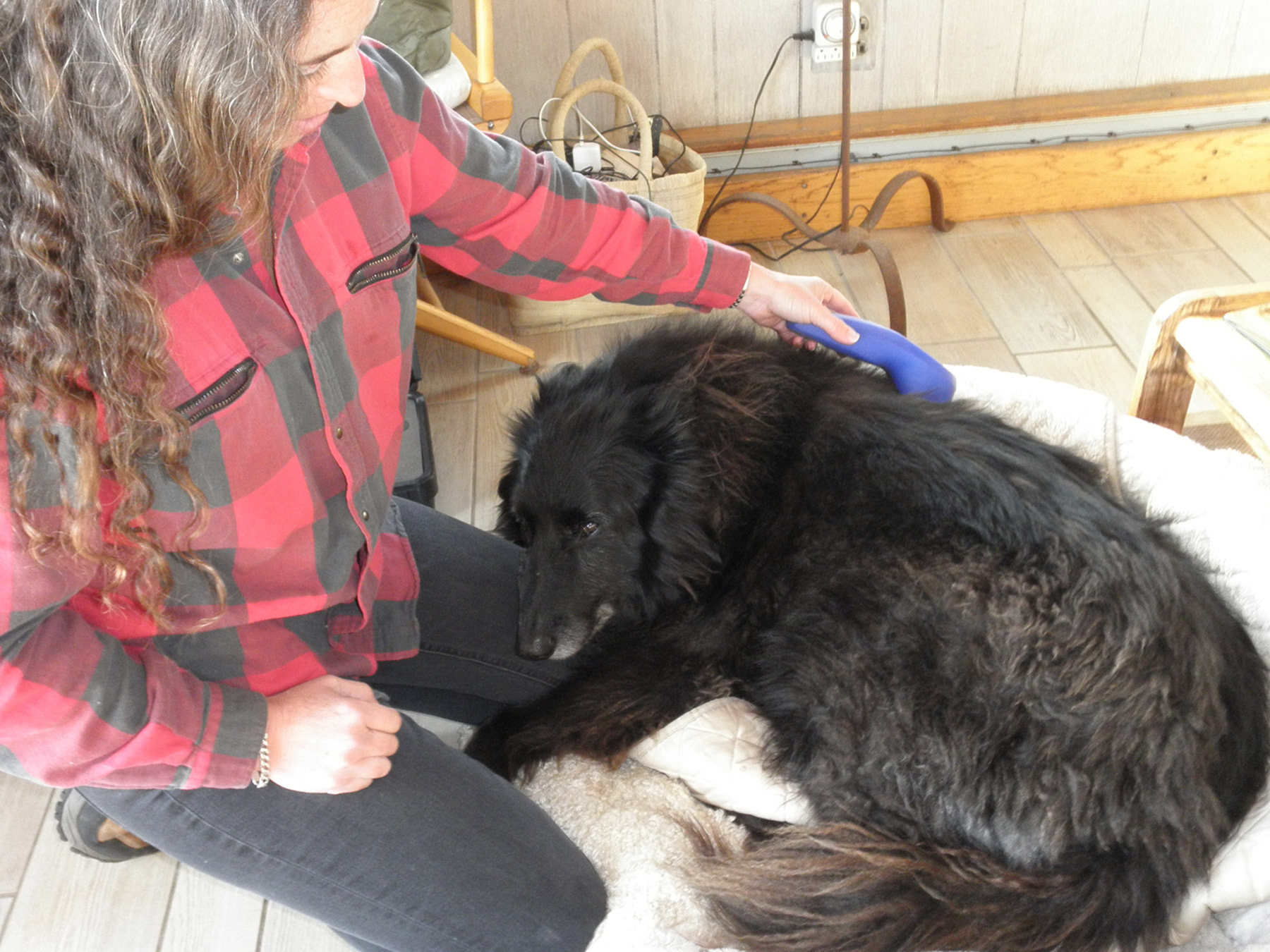 Belgian Sheepdog getting Cold Laser Therapy