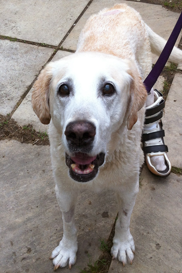 Yellow Lab Gabby